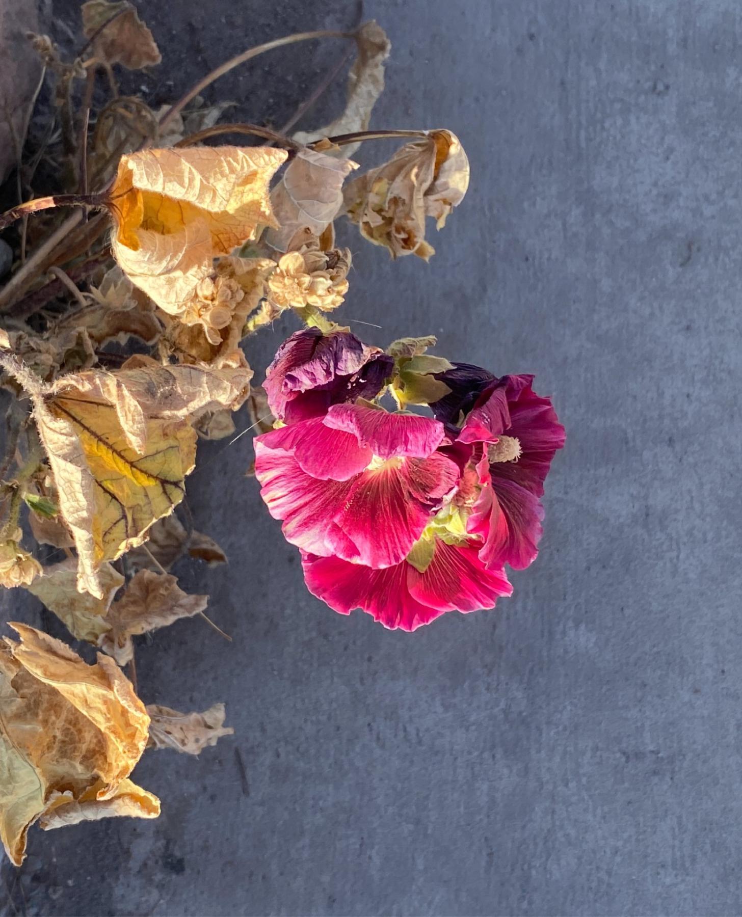 leo montes, leomontes, FLOWER POWER