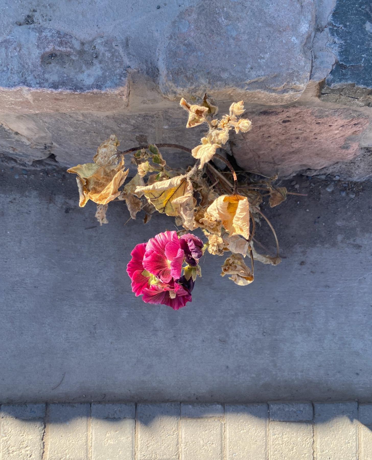 leo montes, leomontes, FLOWER POWER
