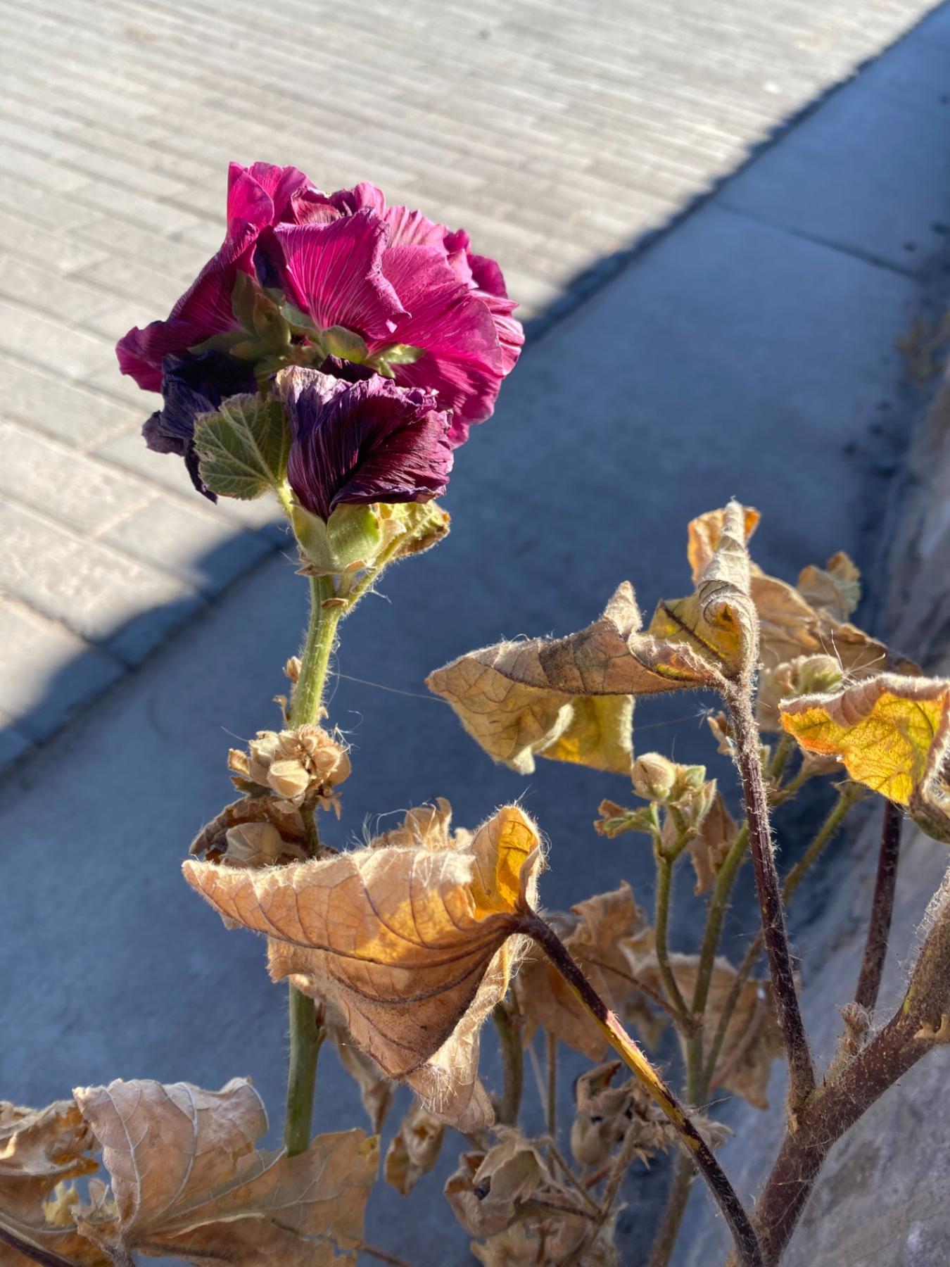 leo montes, leomontes, FLOWER POWER