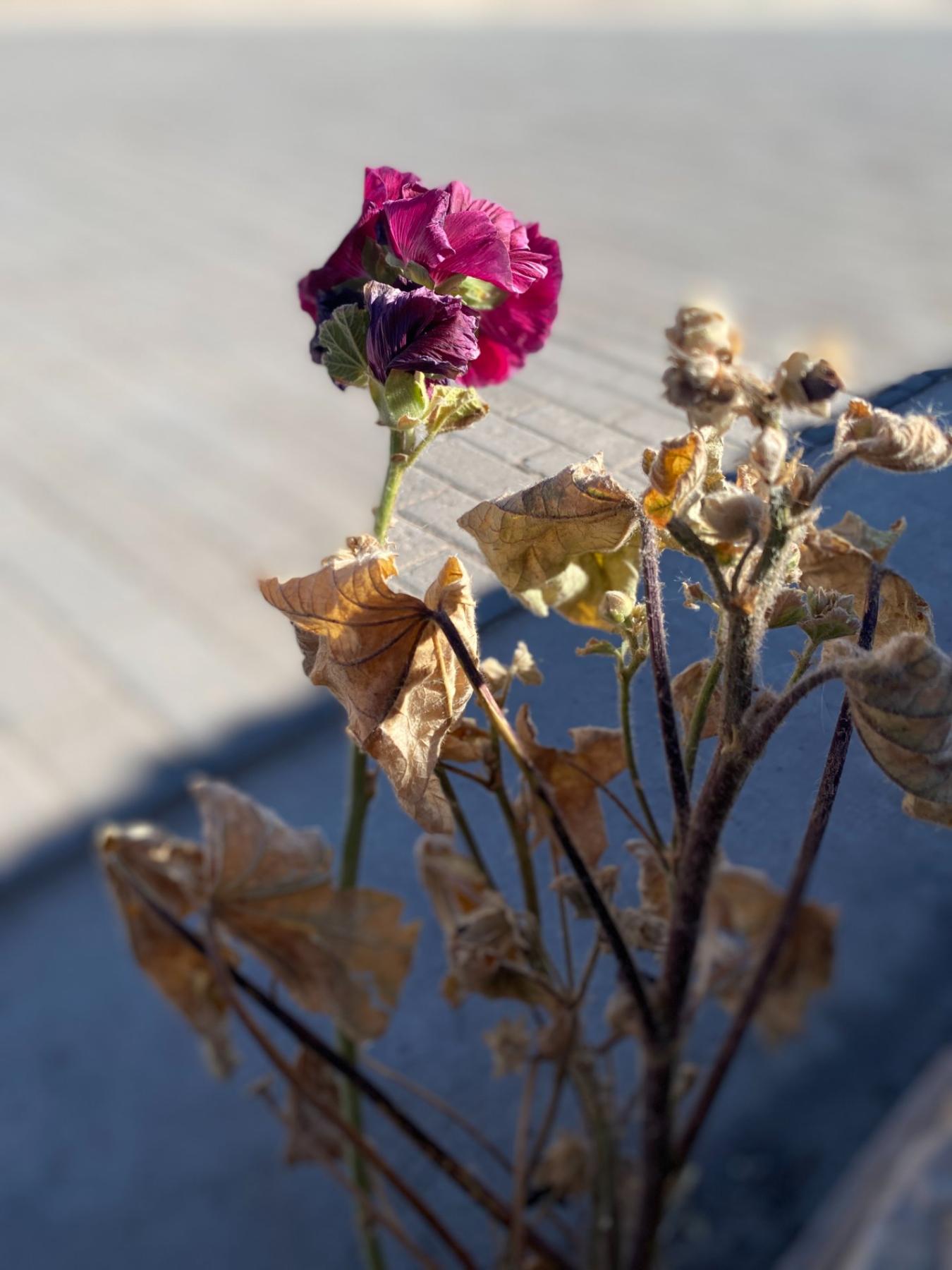 leo montes, leomontes, FLOWER POWER